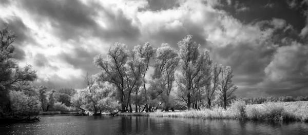 Photograph Gert Van Den Bosch Spooky Woods Infrared on One Eyeland